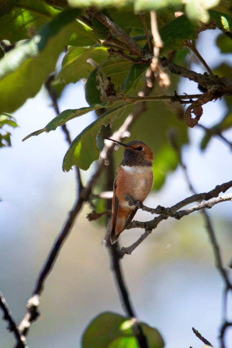 Rufous Hummingbird - ML645787918