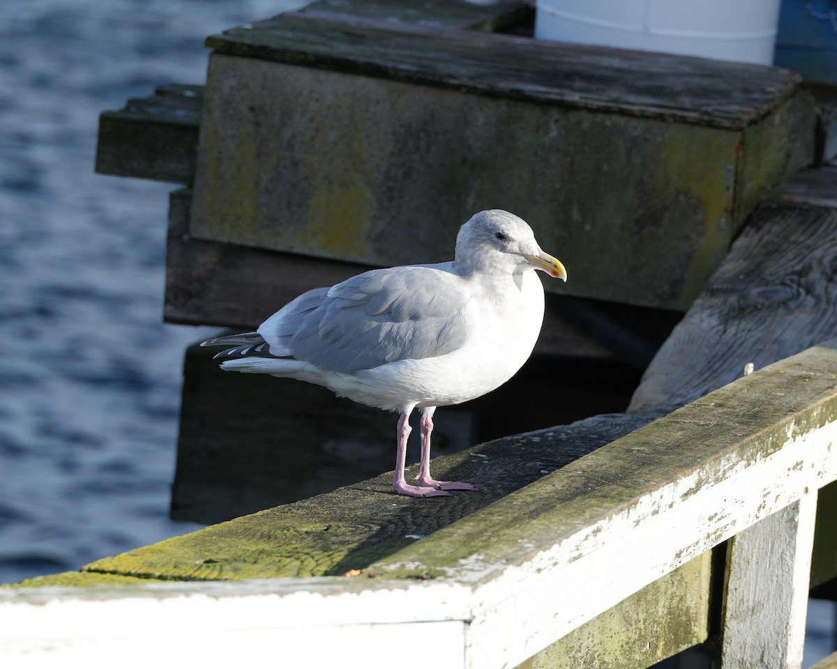 Glaucous-winged Gull - ML645787920
