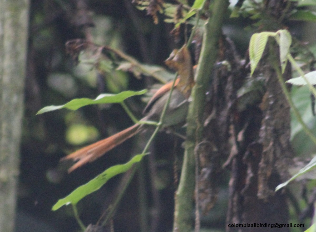 ミヤマオナガカマドドリ - ML645787921