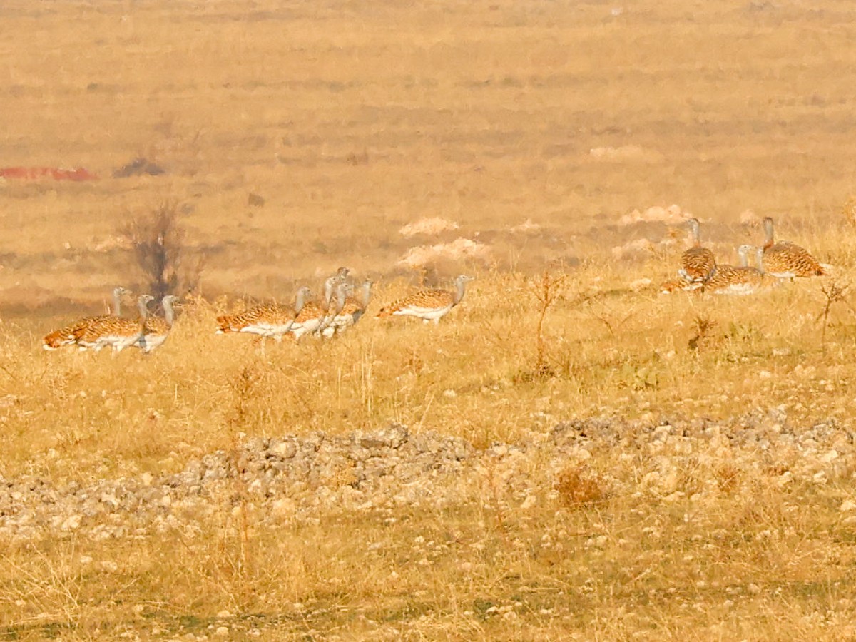 Great Bustard - ML645787923