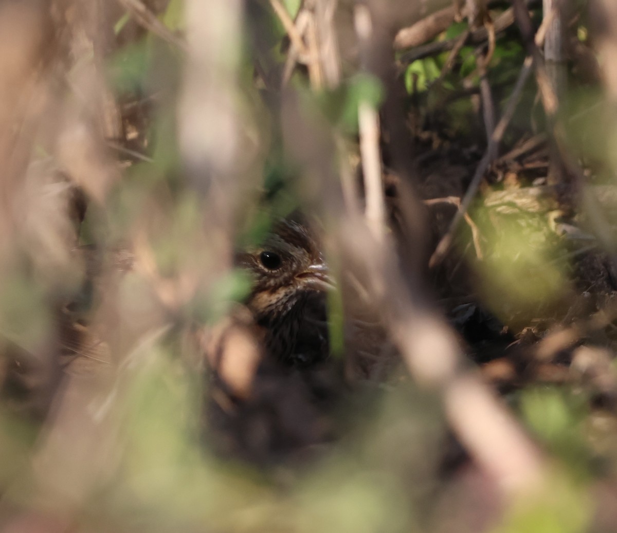 Lincoln's Sparrow - ML645787924