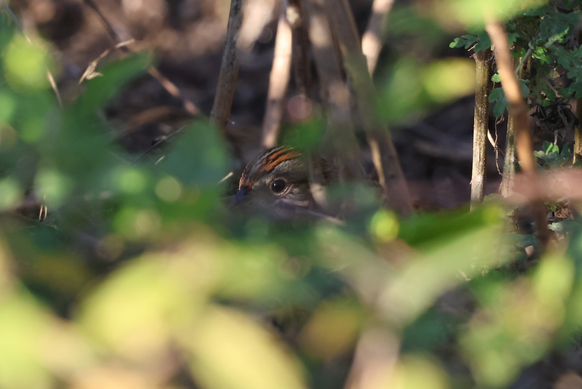 Lincoln's Sparrow - ML645787925