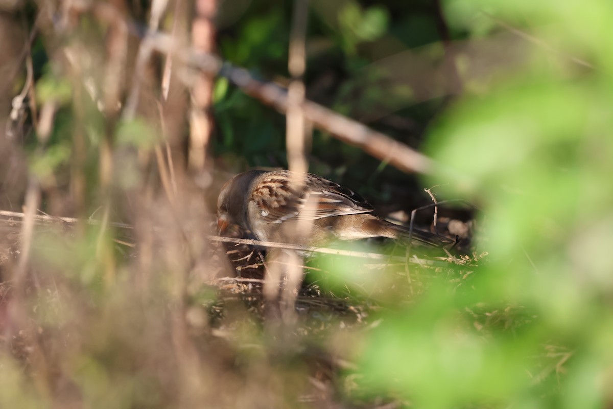 White-crowned Sparrow - ML645787928