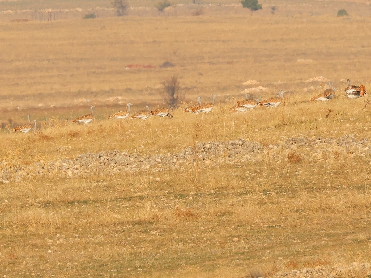 Great Bustard - ML645787936