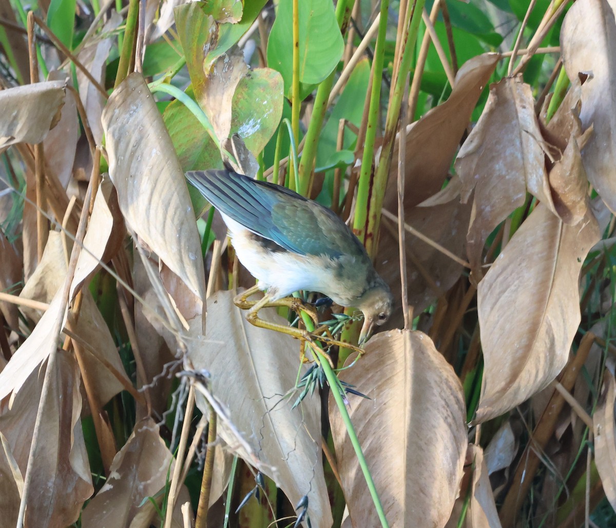 Малая султанка - ML645787939