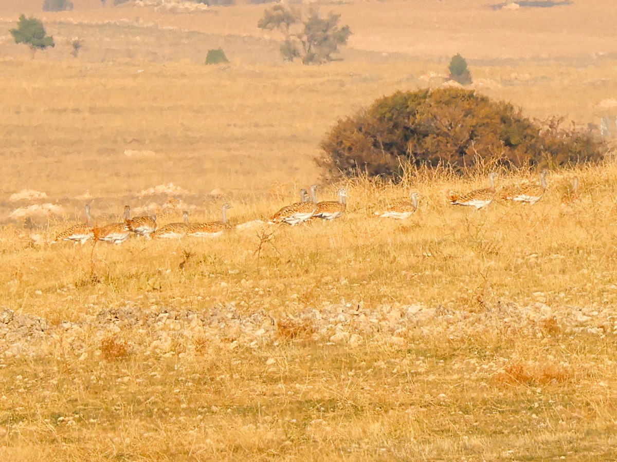 Great Bustard - ML645787943