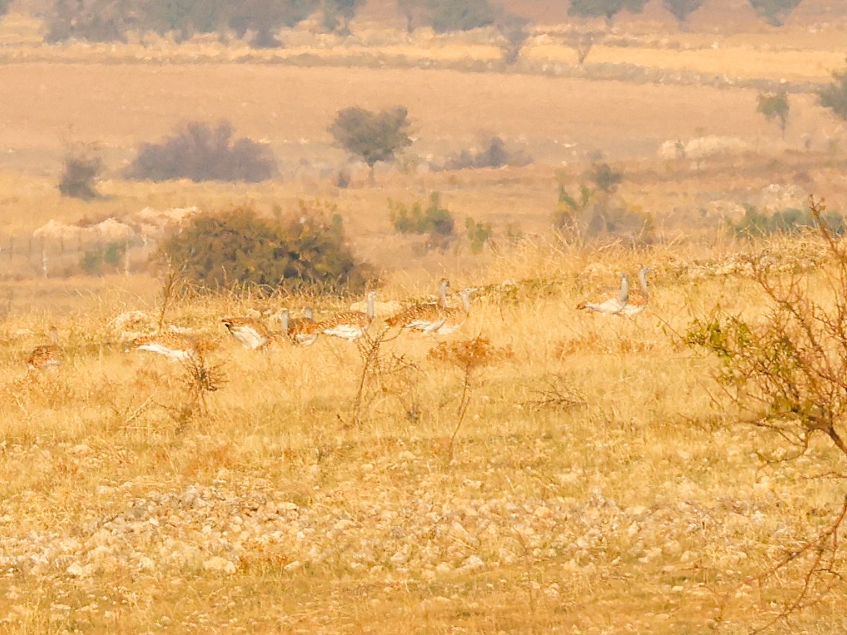 Great Bustard - ML645787953