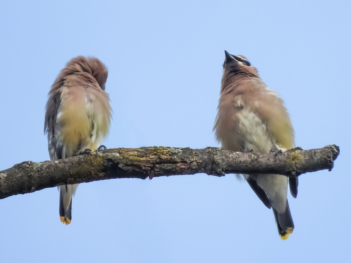 Cedar Waxwing - ML645787958