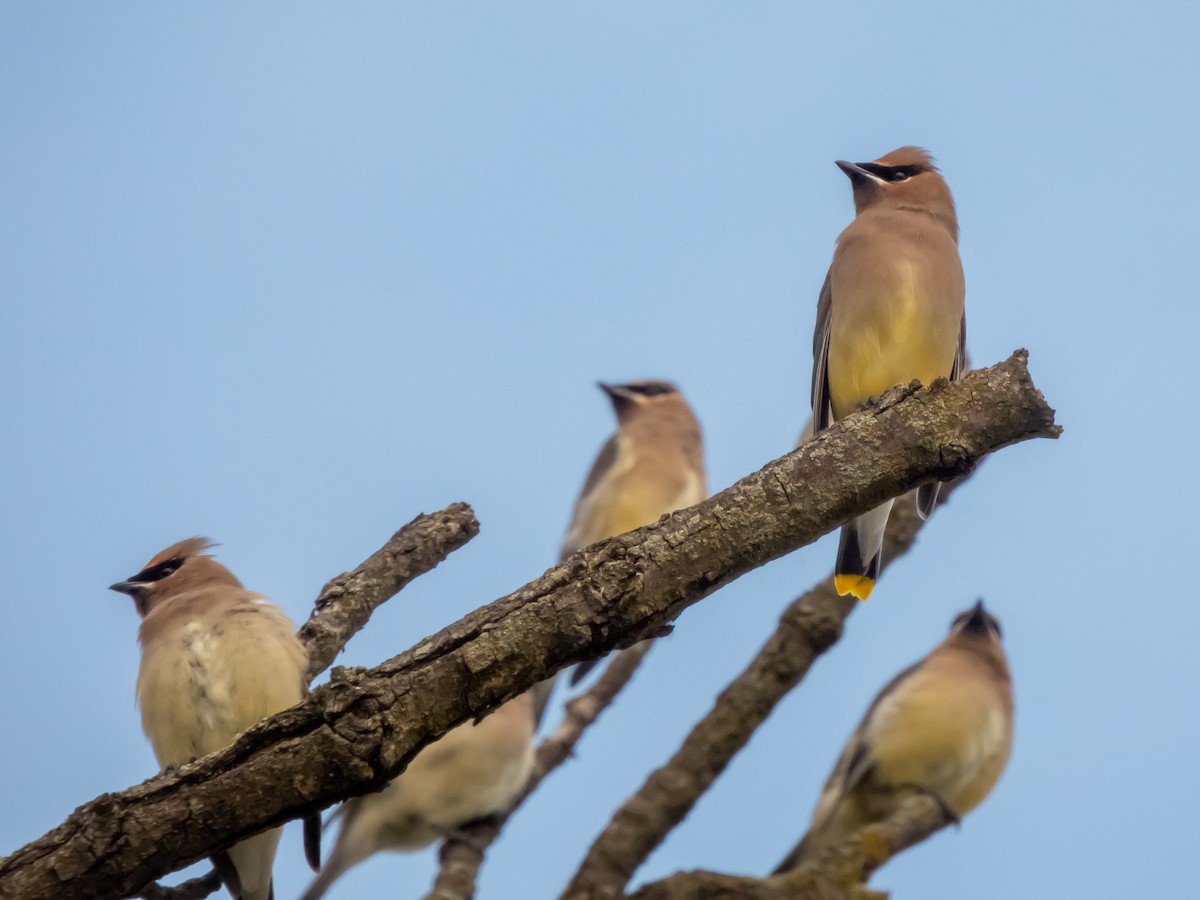 Cedar Waxwing - ML645787959