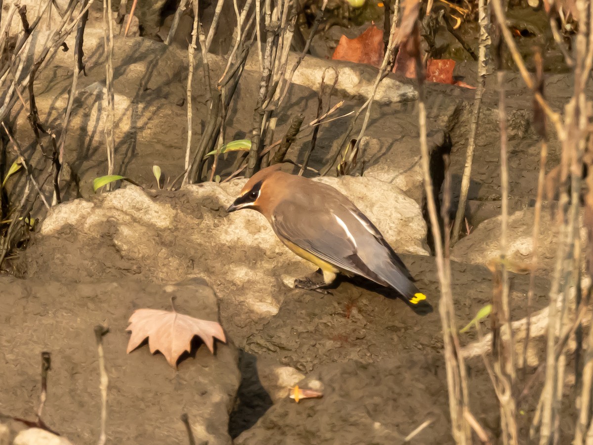 Cedar Waxwing - ML645787960