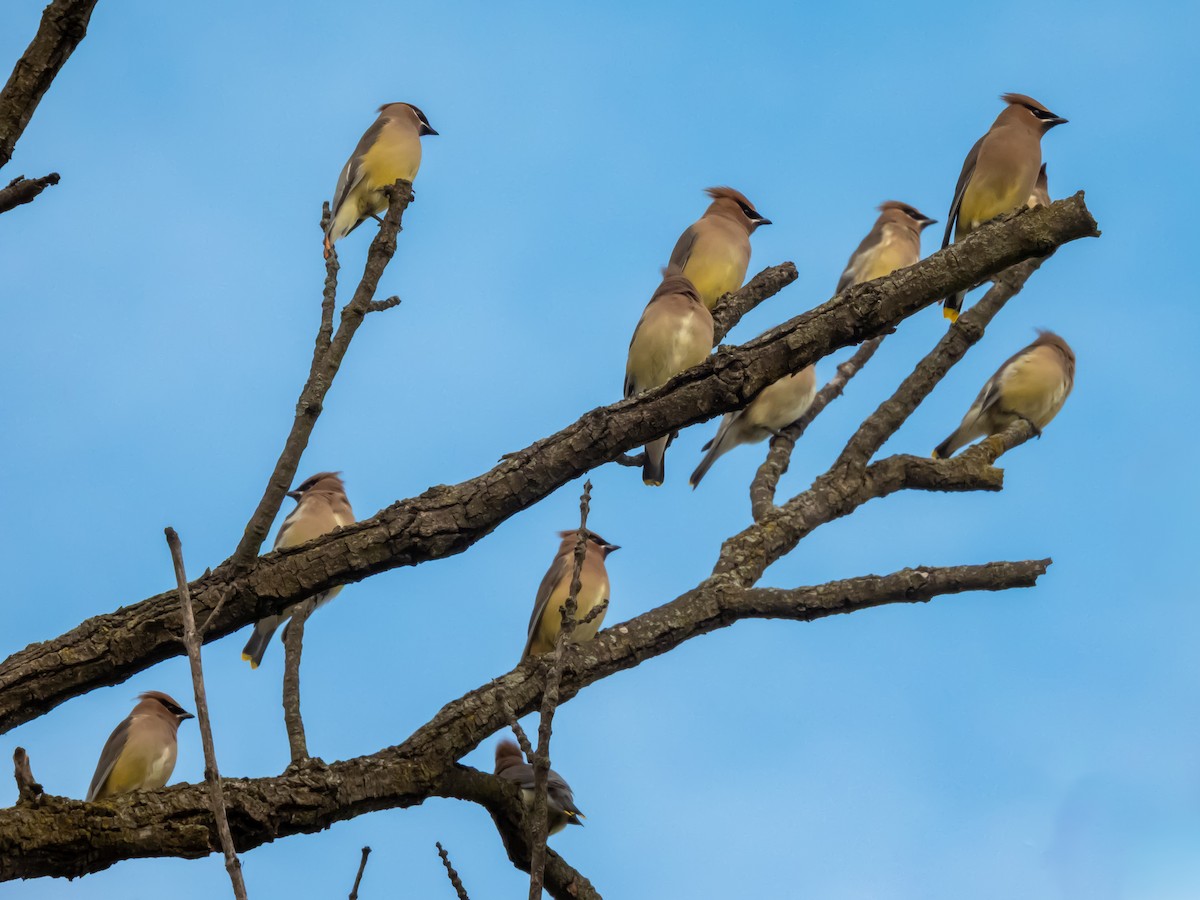 Cedar Waxwing - ML645787961