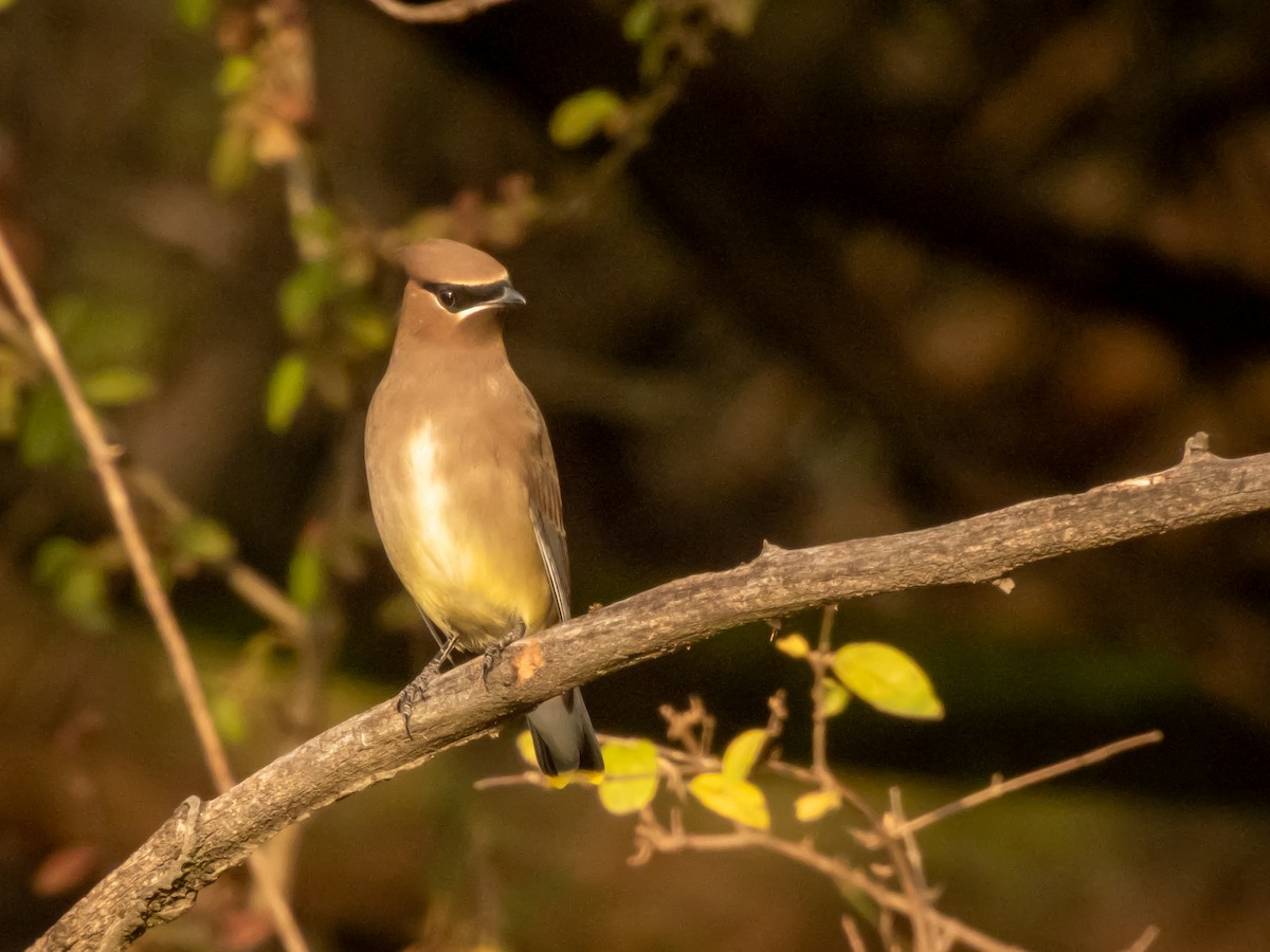 Cedar Waxwing - ML645787962