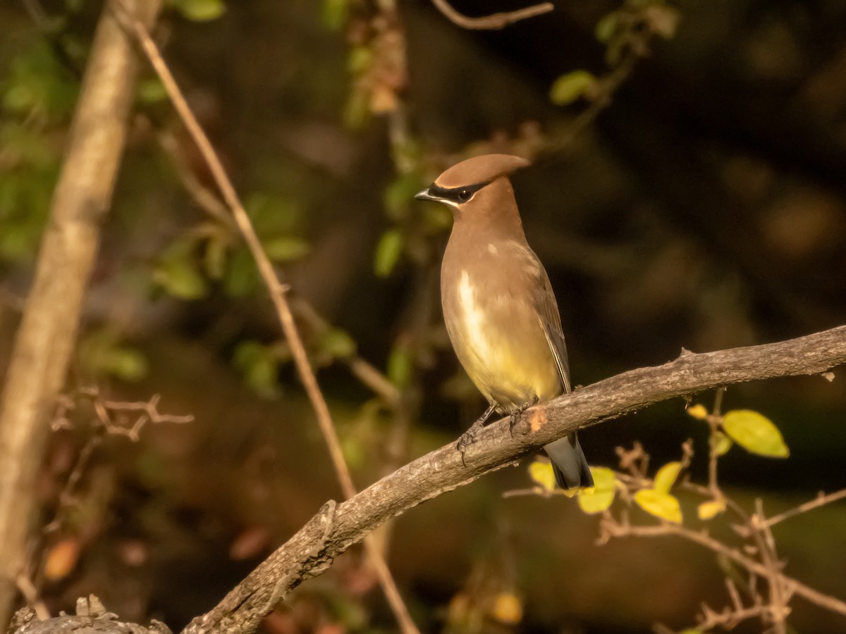 Cedar Waxwing - ML645787964