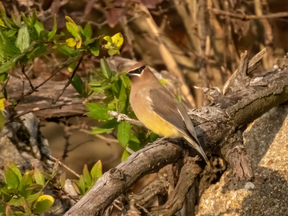 Cedar Waxwing - ML645787965
