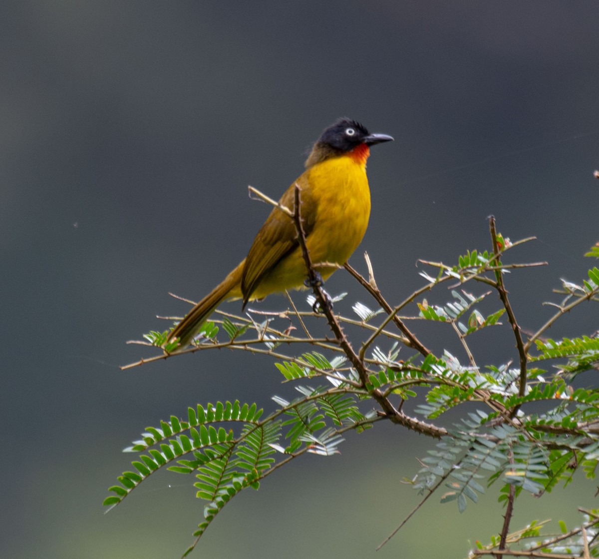 Flame-throated Bulbul - ML645787966