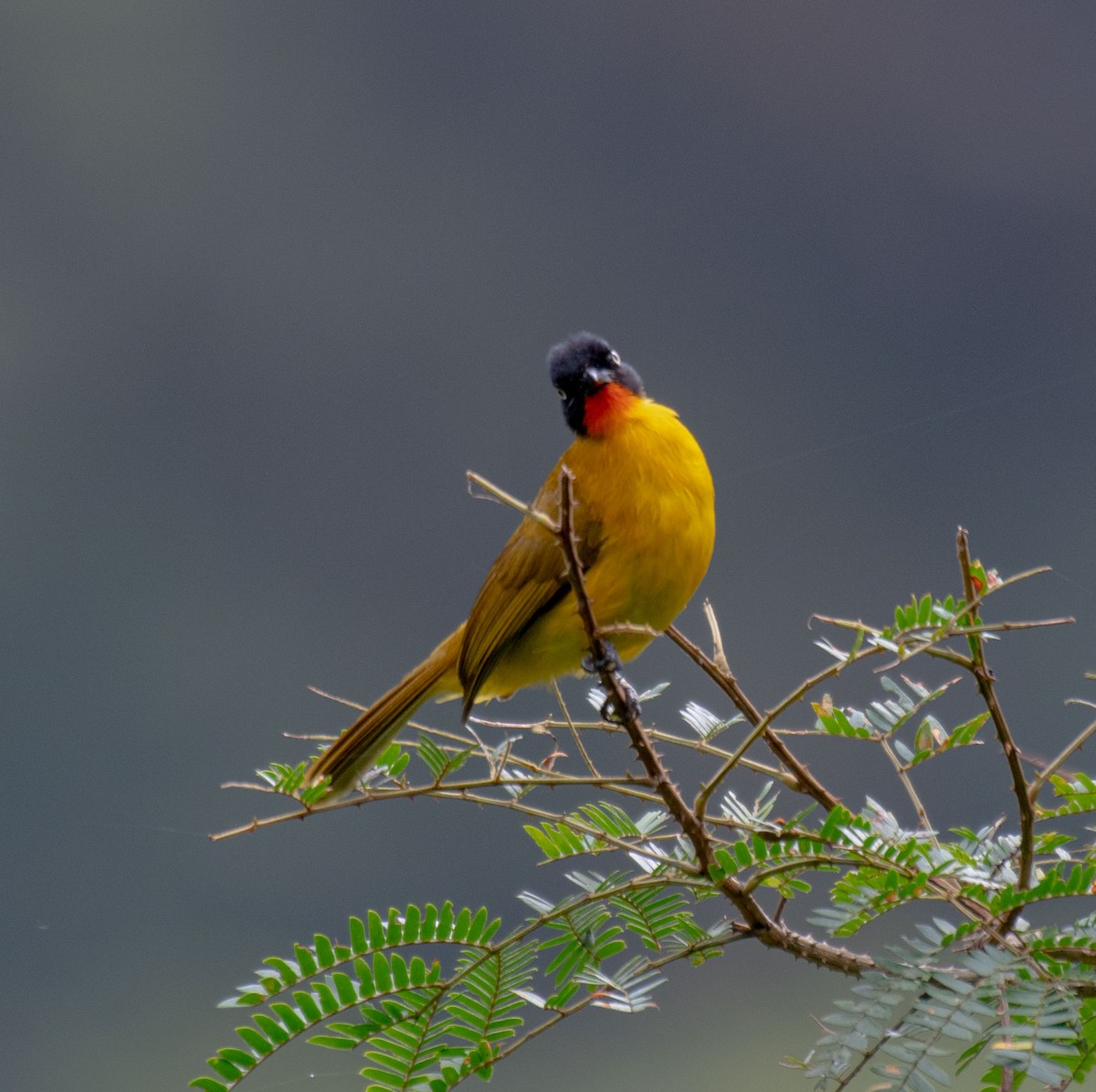 Flame-throated Bulbul - ML645787967