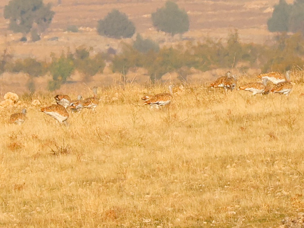 Great Bustard - ML645787969