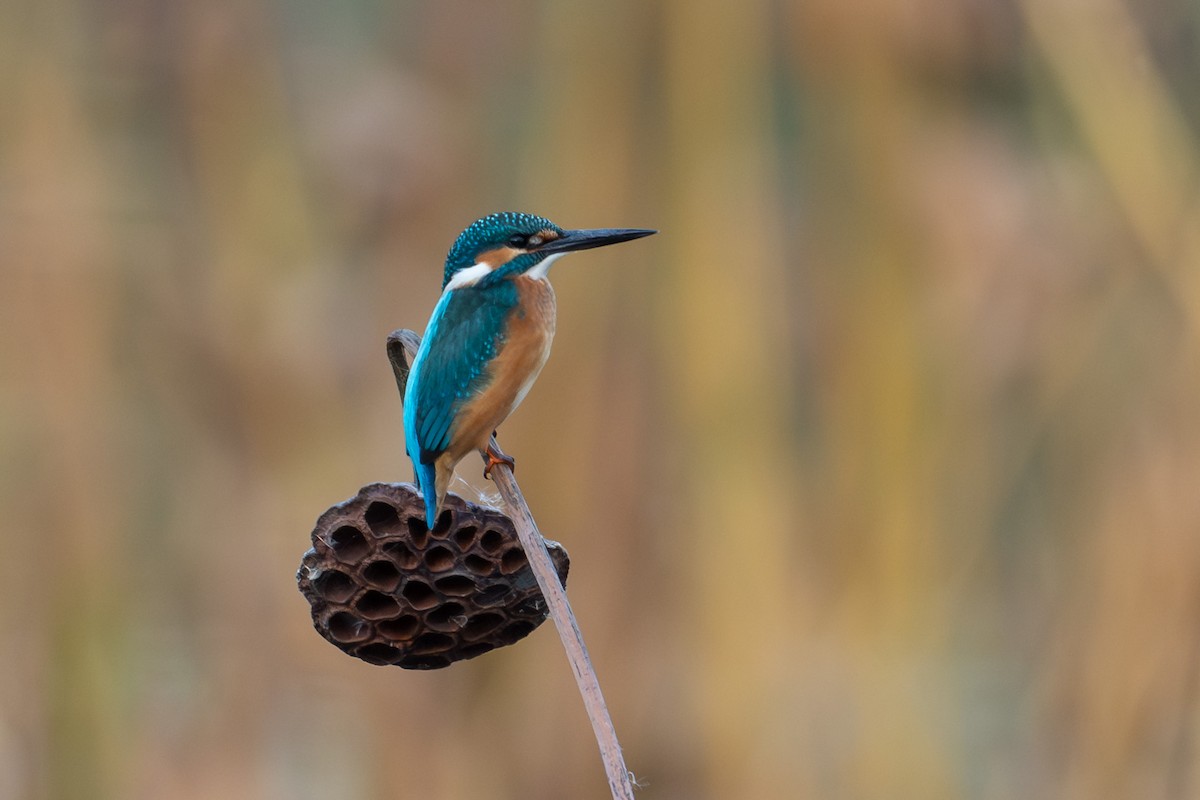 Common Kingfisher - ML645787976