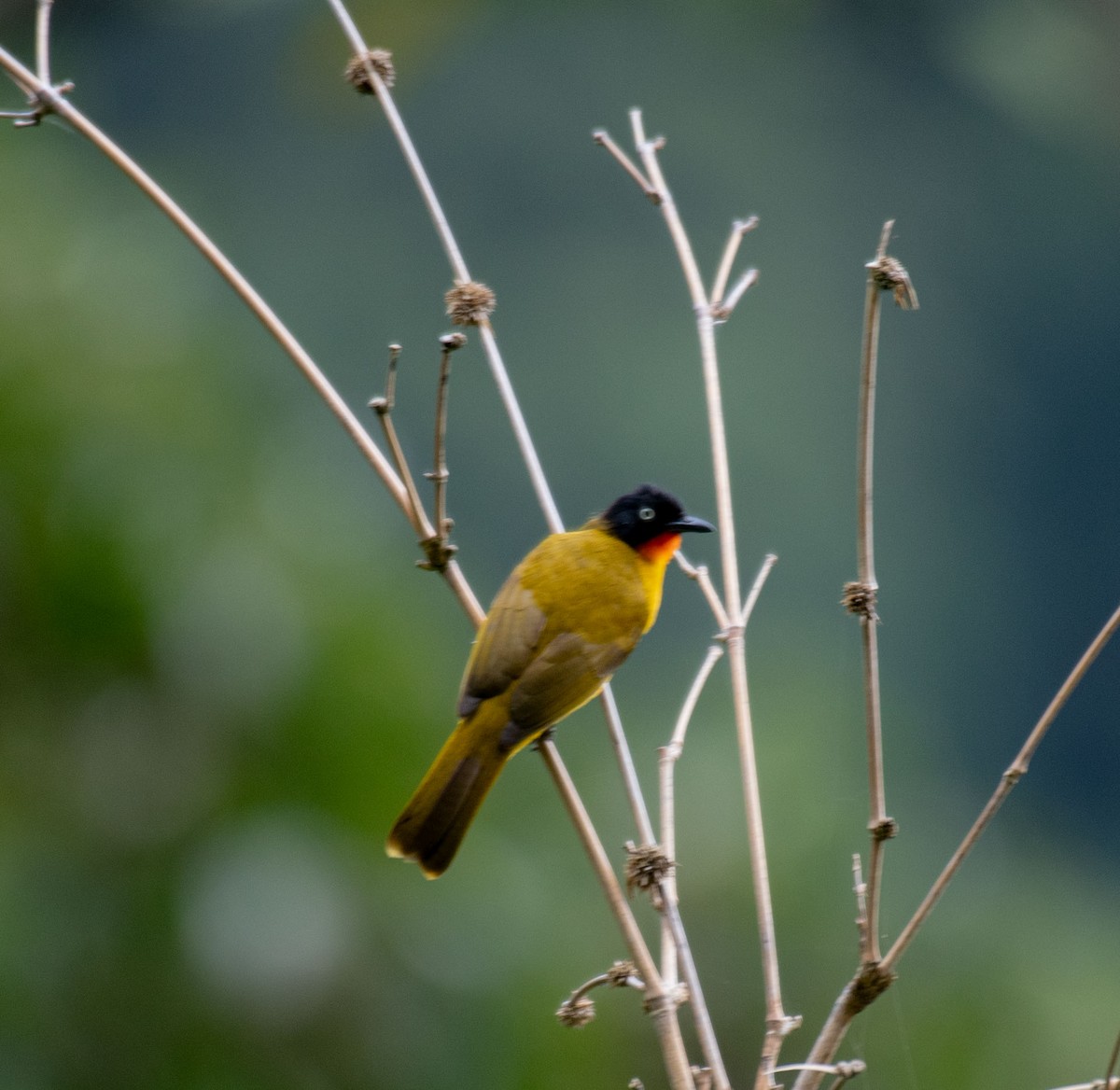 Flame-throated Bulbul - ML645787979