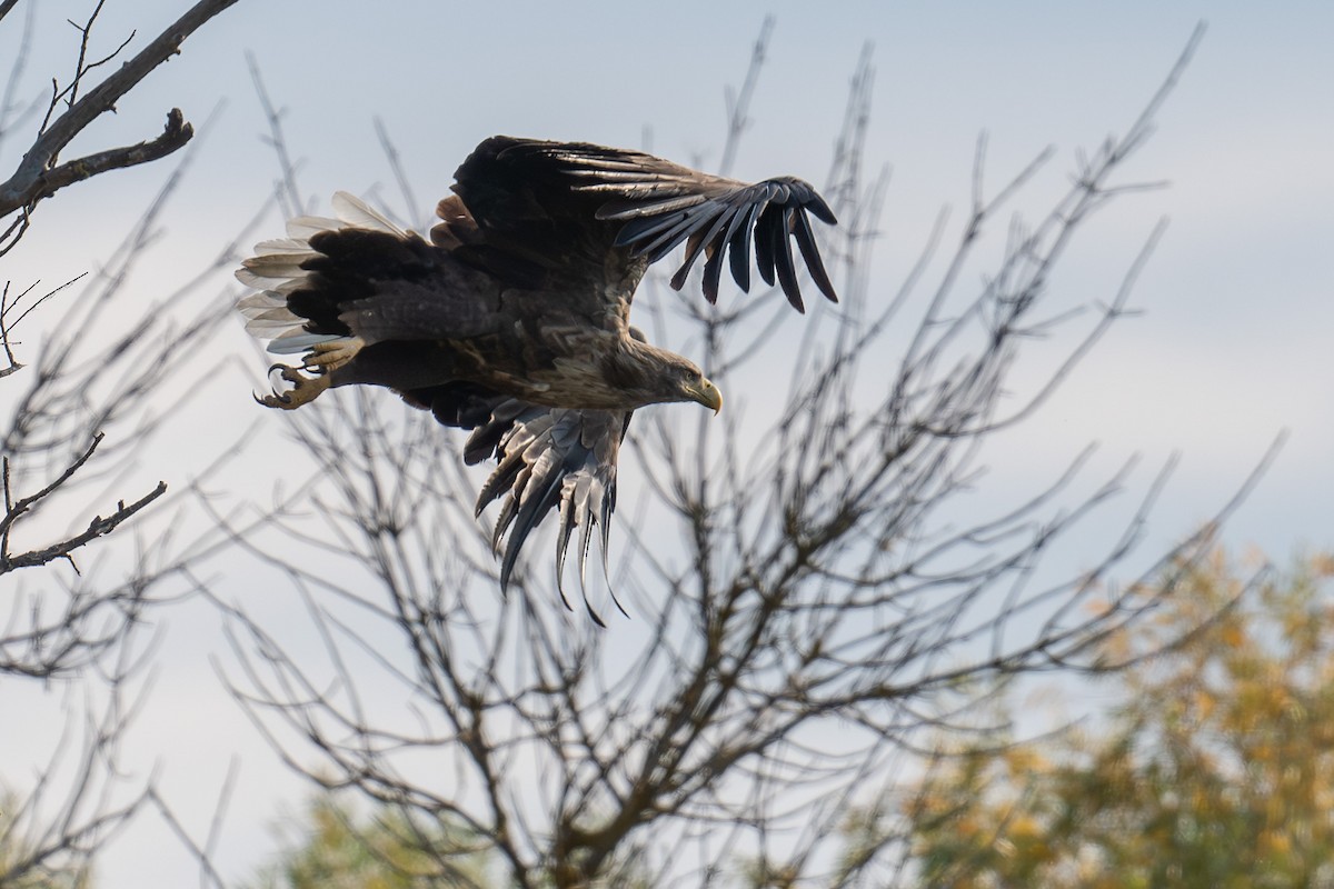 White-tailed Eagle - ML645787981
