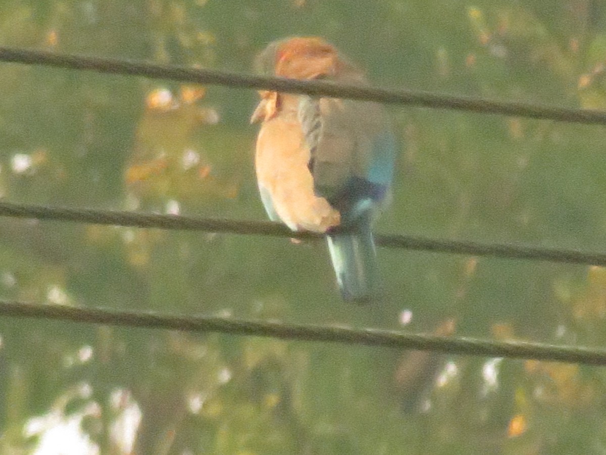 Indian Roller - ML645787984