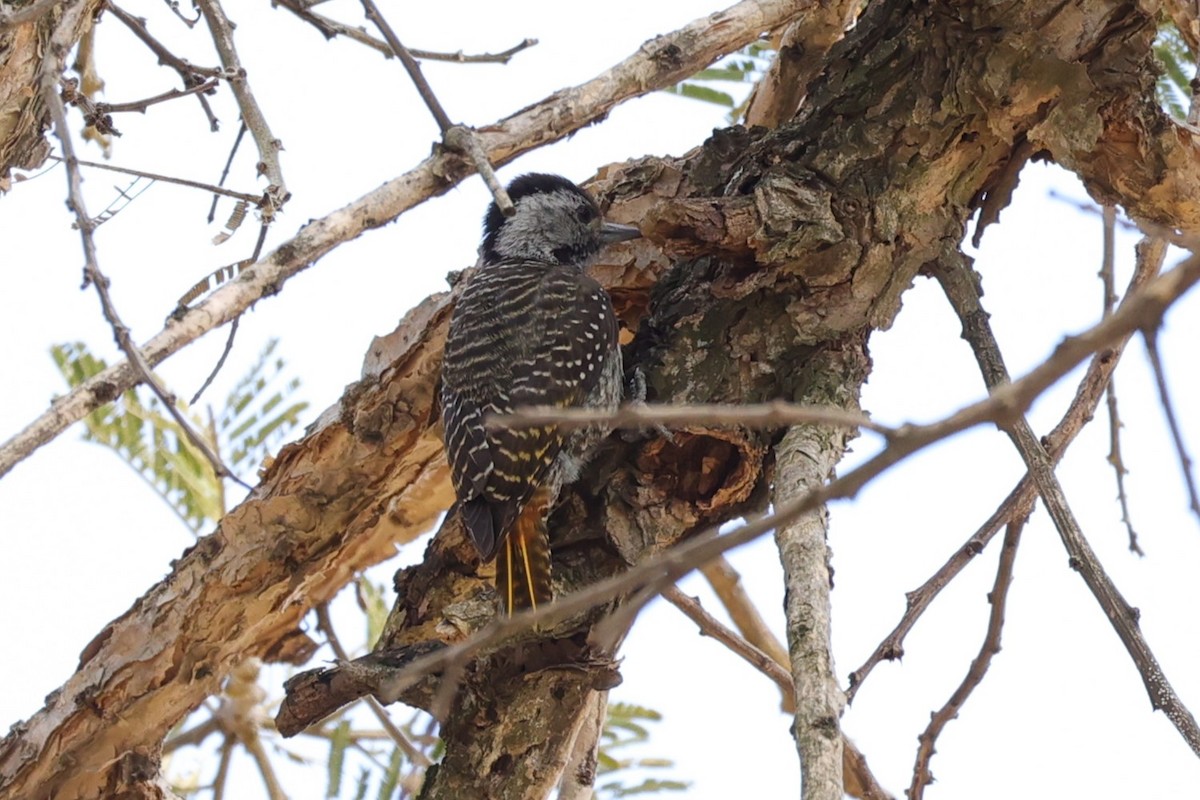 Cardinal Woodpecker - ML645788013