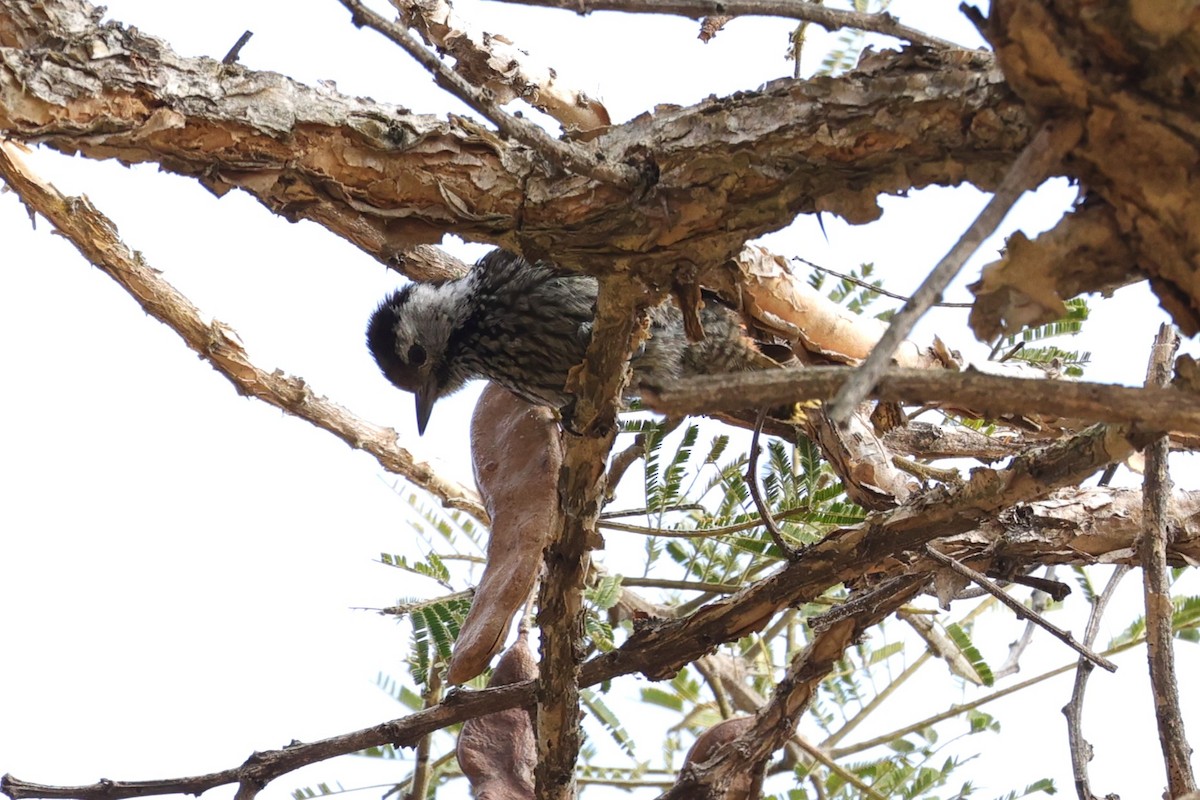 Cardinal Woodpecker - ML645788014