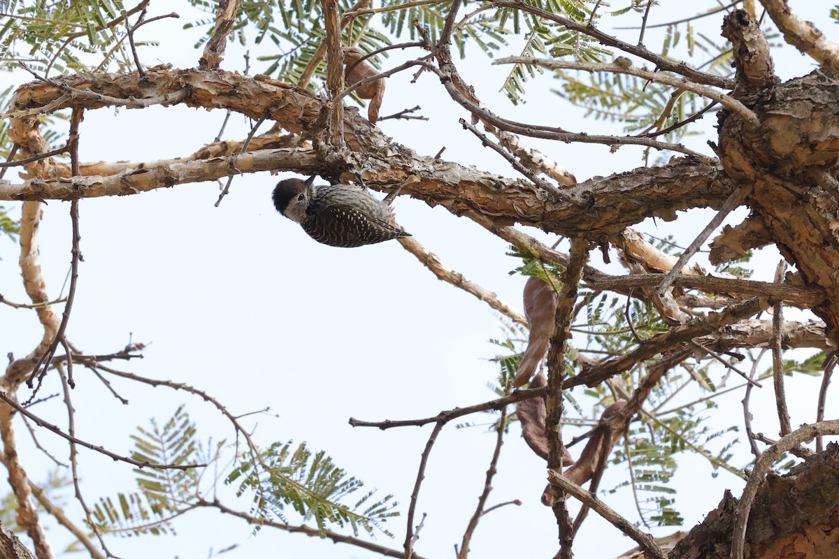 Cardinal Woodpecker - ML645788015