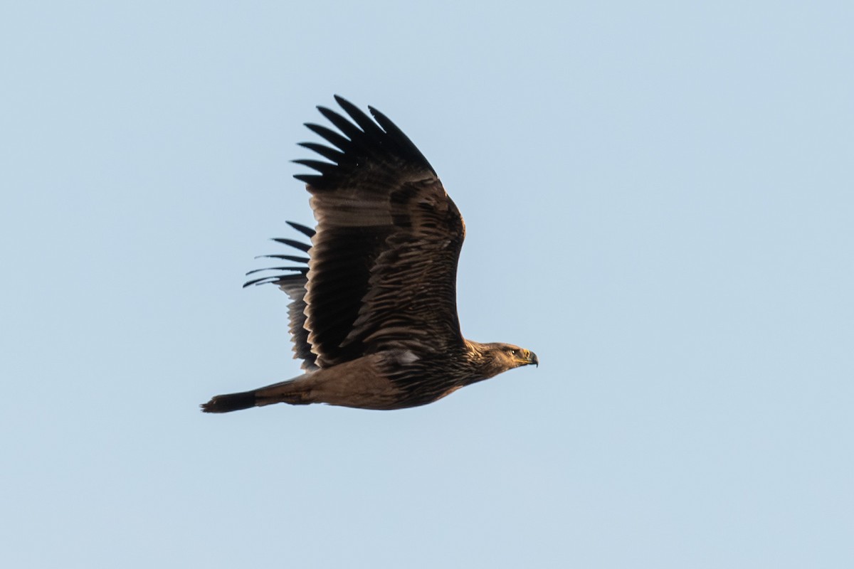 Imperial Eagle - ML645788018