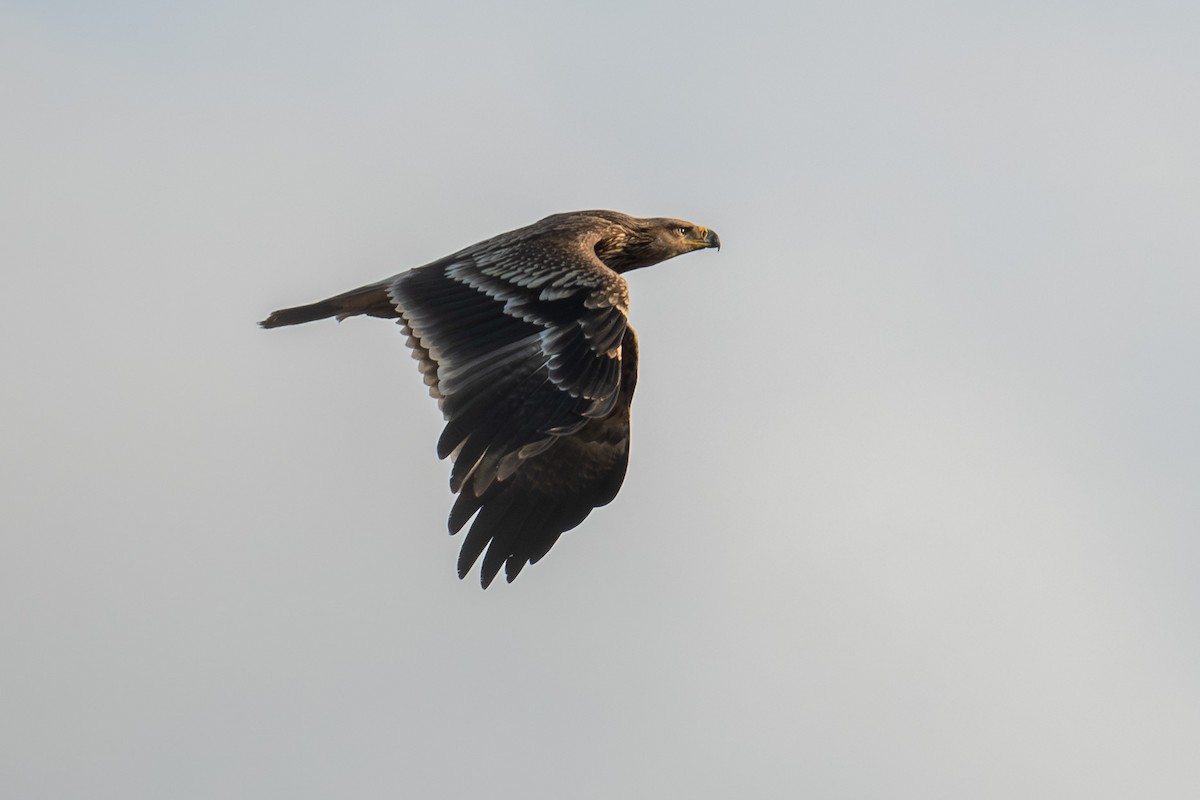 Imperial Eagle - ML645788019