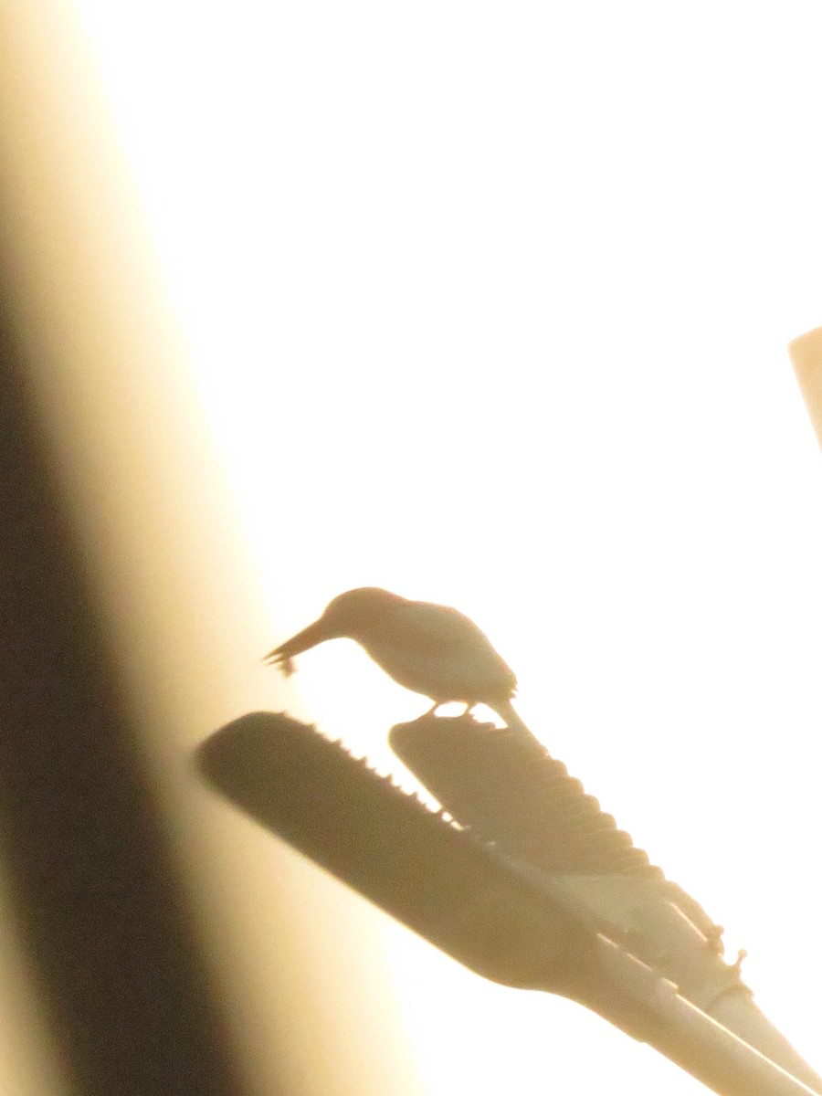 White-throated Kingfisher - ML645788021