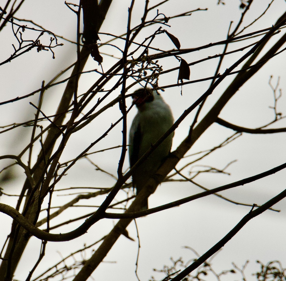 Masked Tityra - ML645788024