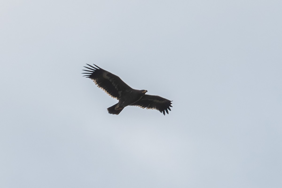 Steppe Eagle - ML645788027