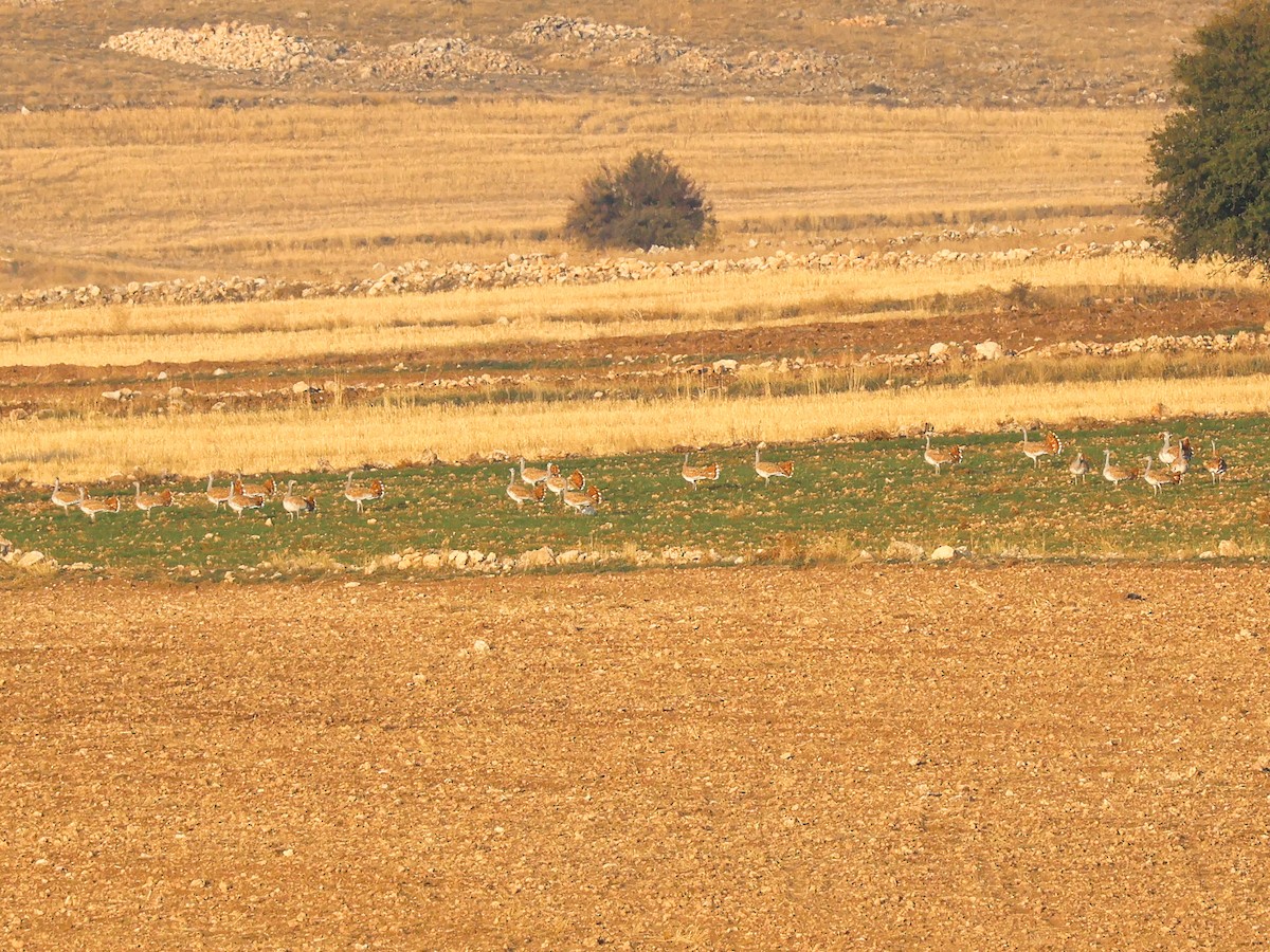 Great Bustard - ML645788032