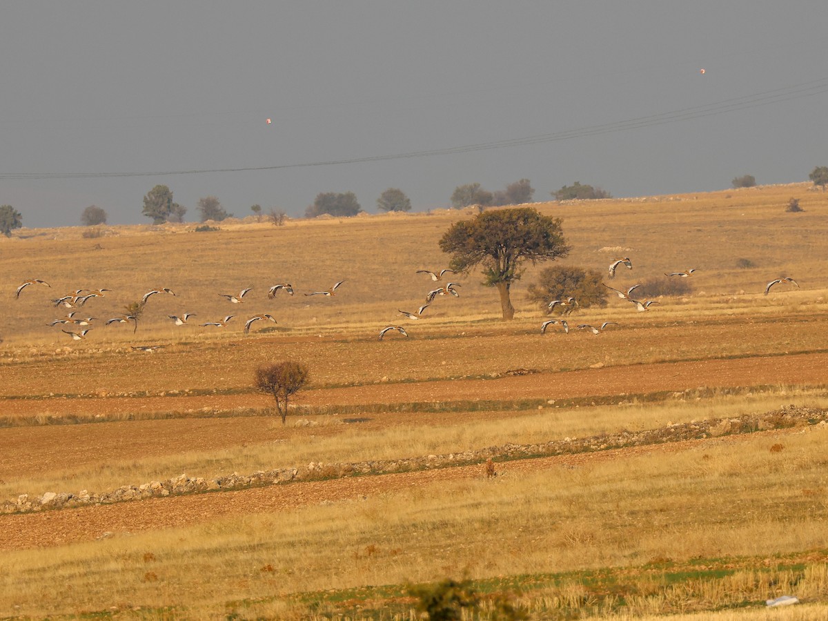 Great Bustard - ML645788044