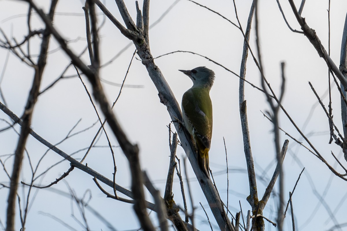 Жовна сива - ML645788055