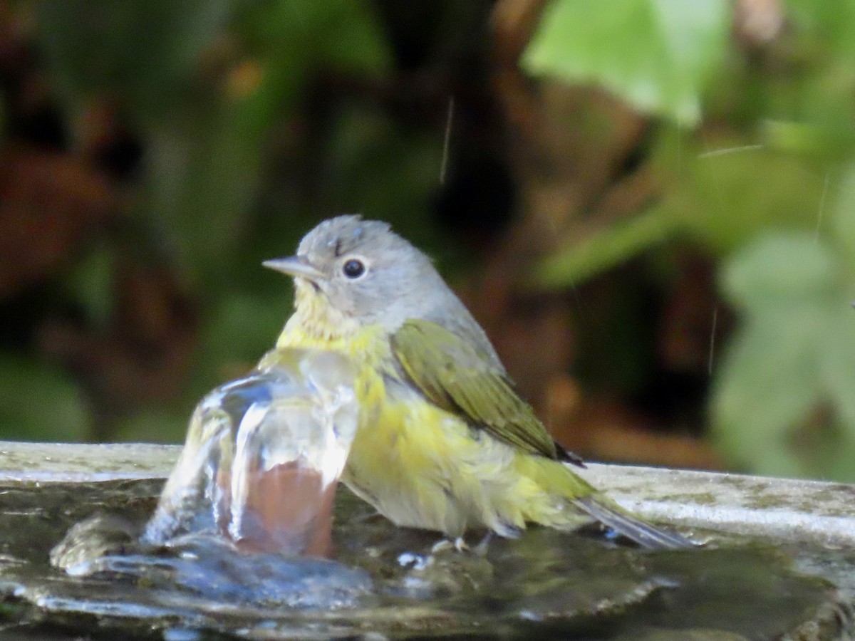 Nashville Warbler - ML645788059