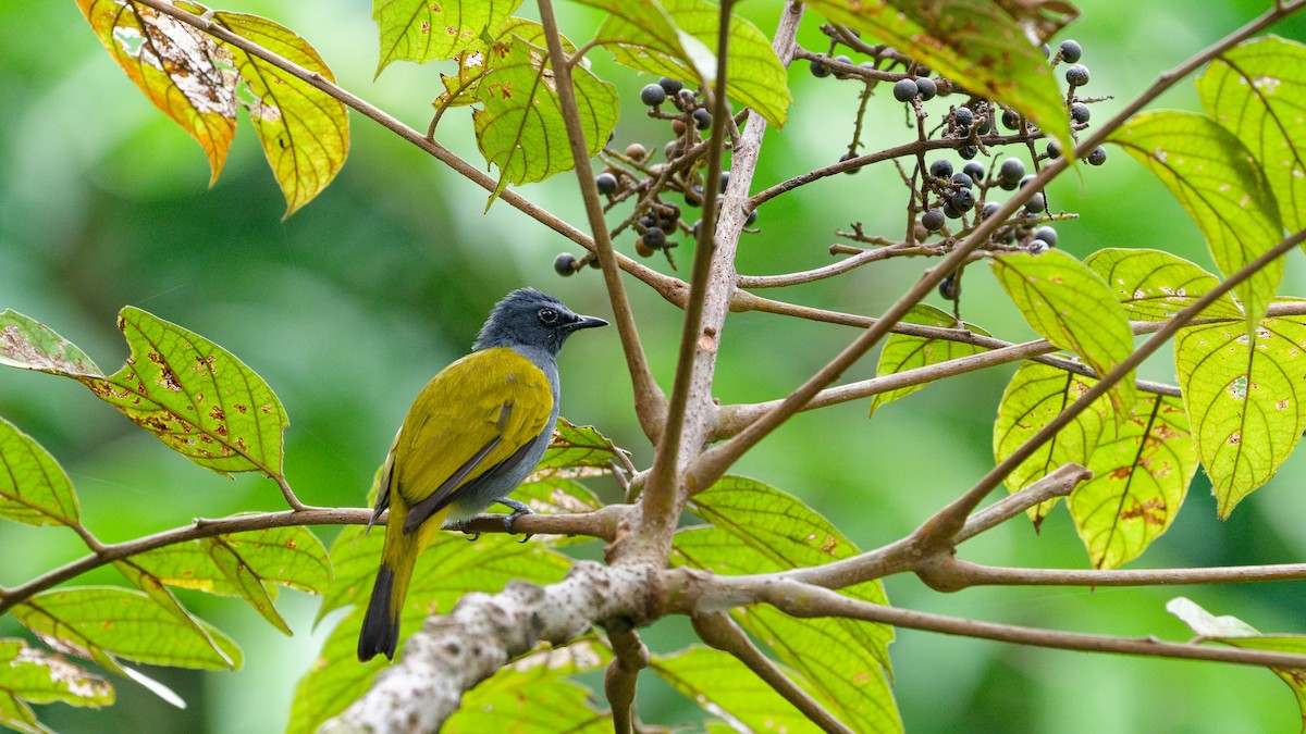 Bulbul Ventrigrís - ML645788066