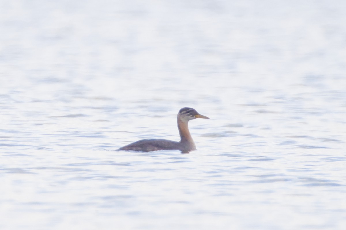 Пірникоза сірощока - ML645788072