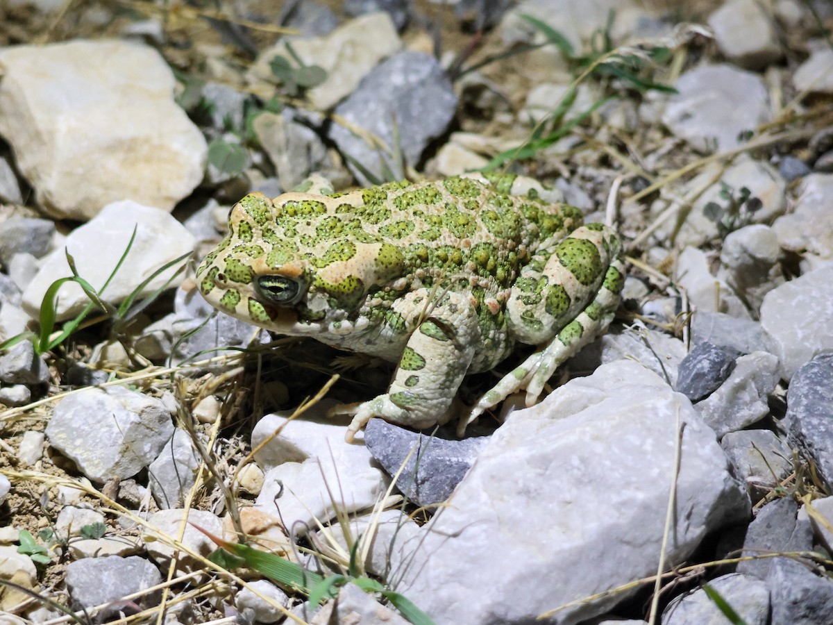 Variable Toad - ML645788077