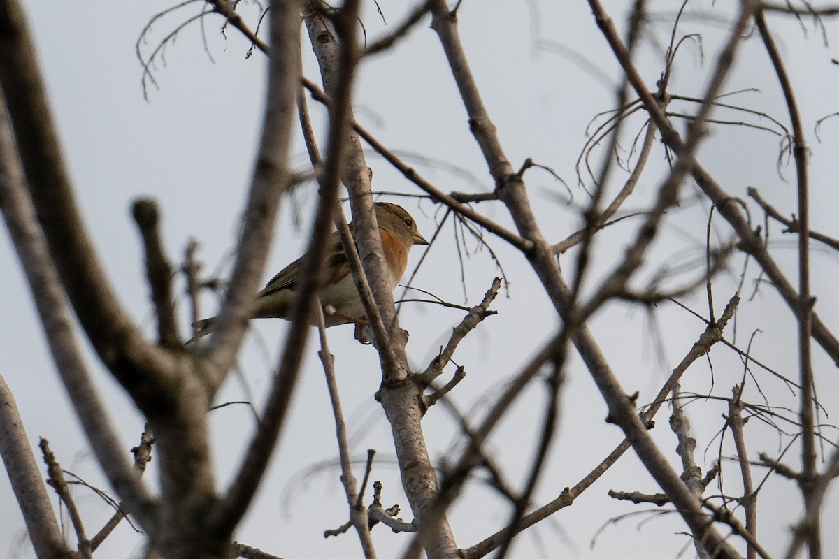 Brambling - ML645788078