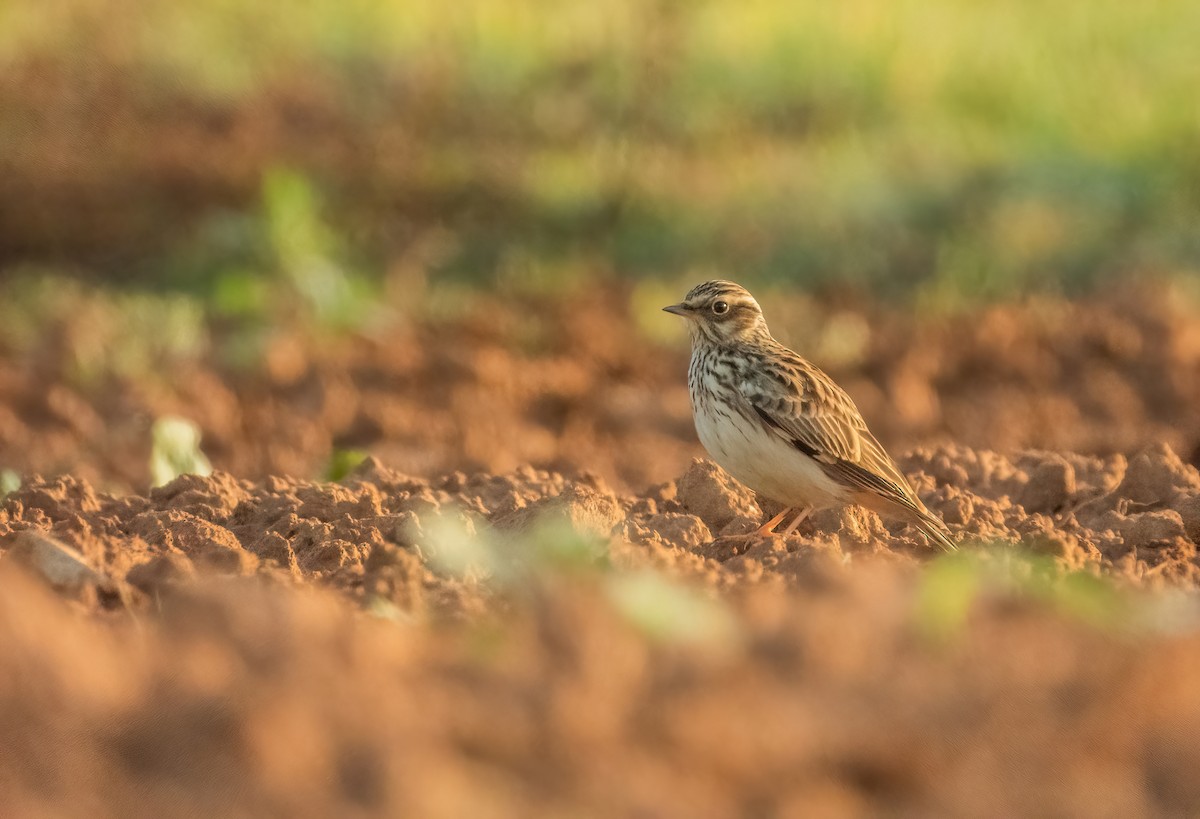 Wood Lark - ML645788090
