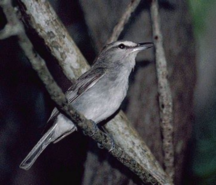 Yucatan Vireo - ML645788092