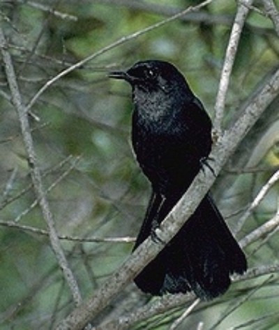Black Catbird - ML645788094