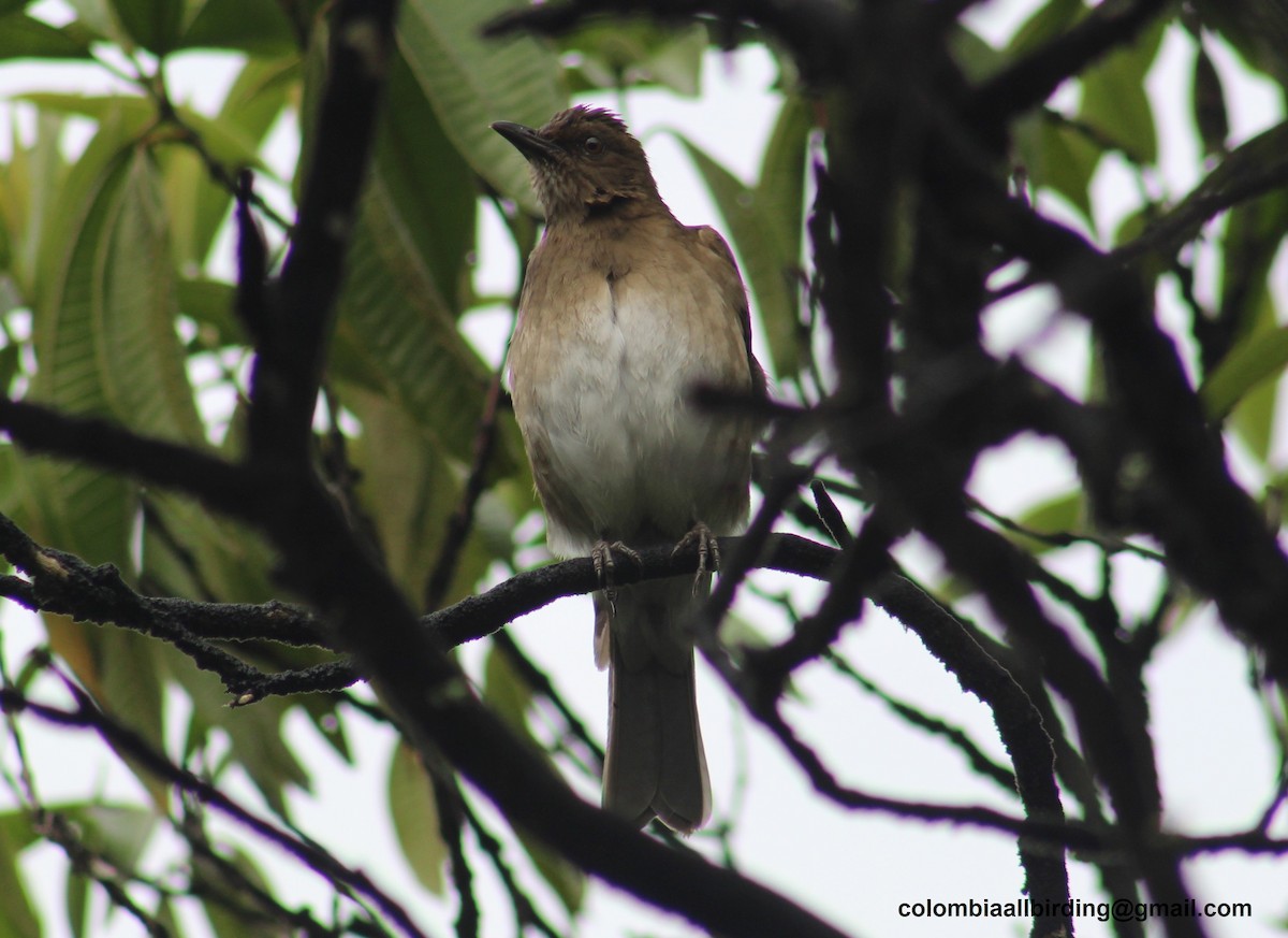 Black-billed Thrush - ML645788101