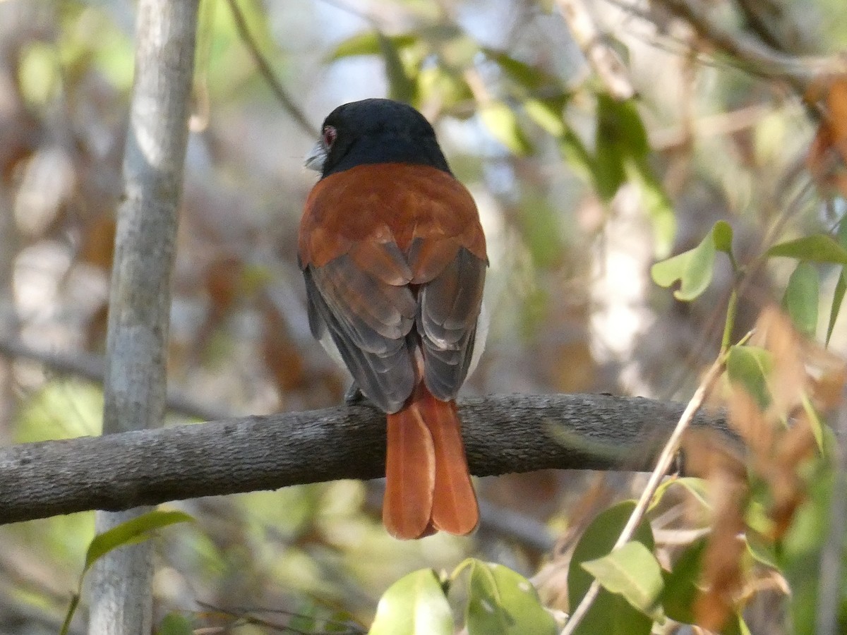 Rufous Vanga - ML645788105