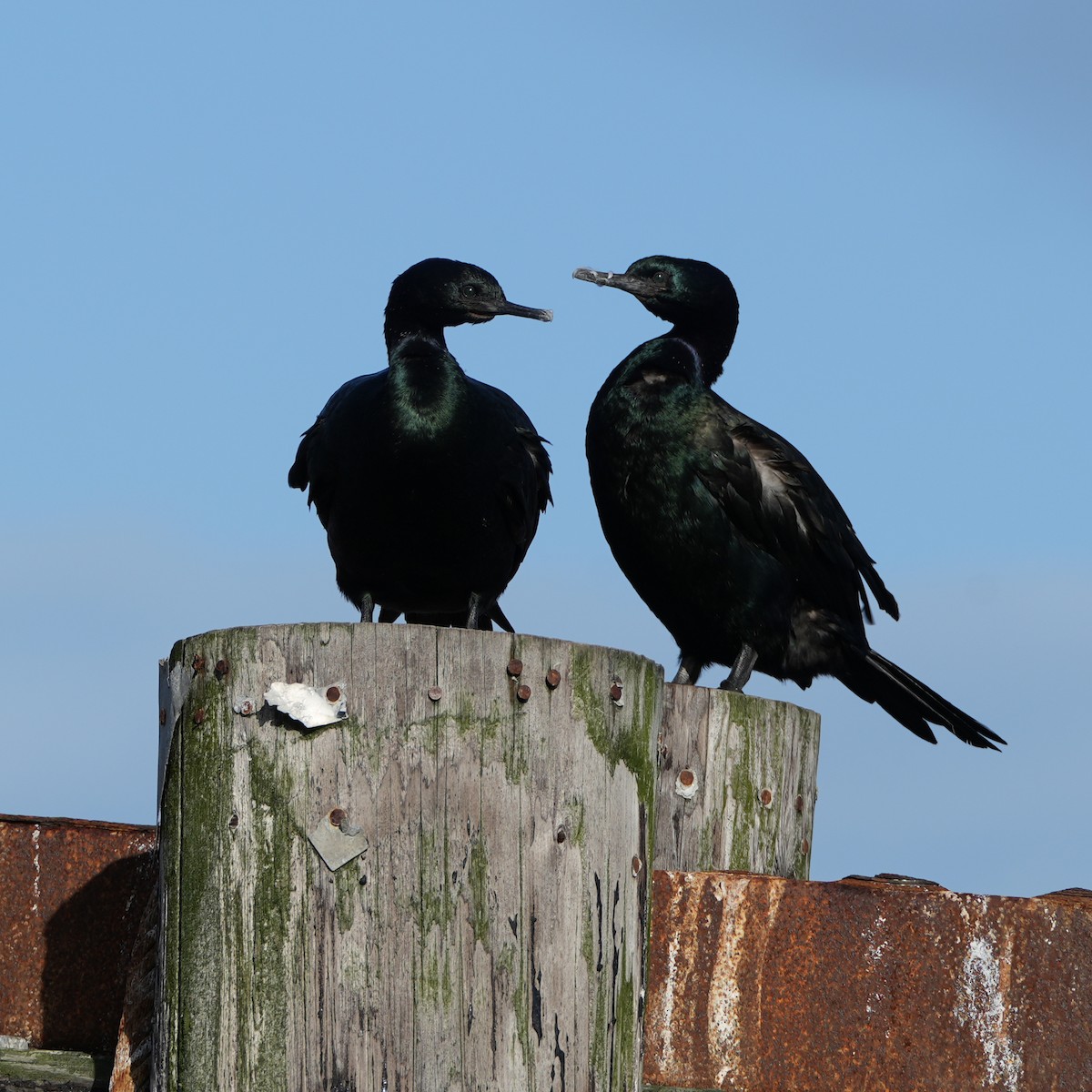 Pelagic Cormorant - ML645788107