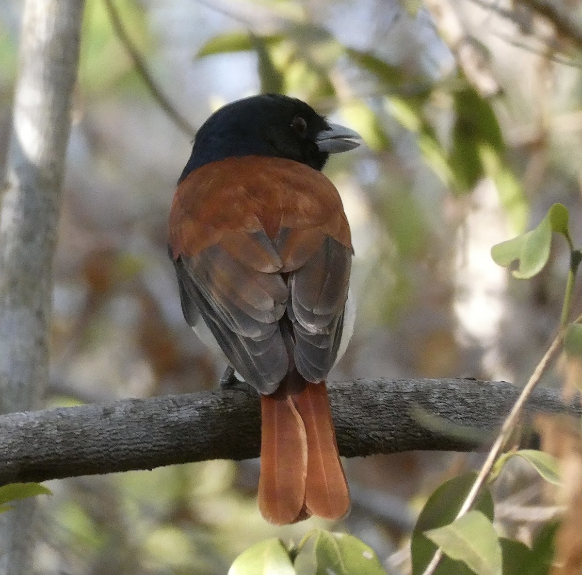 Rufous Vanga - ML645788109