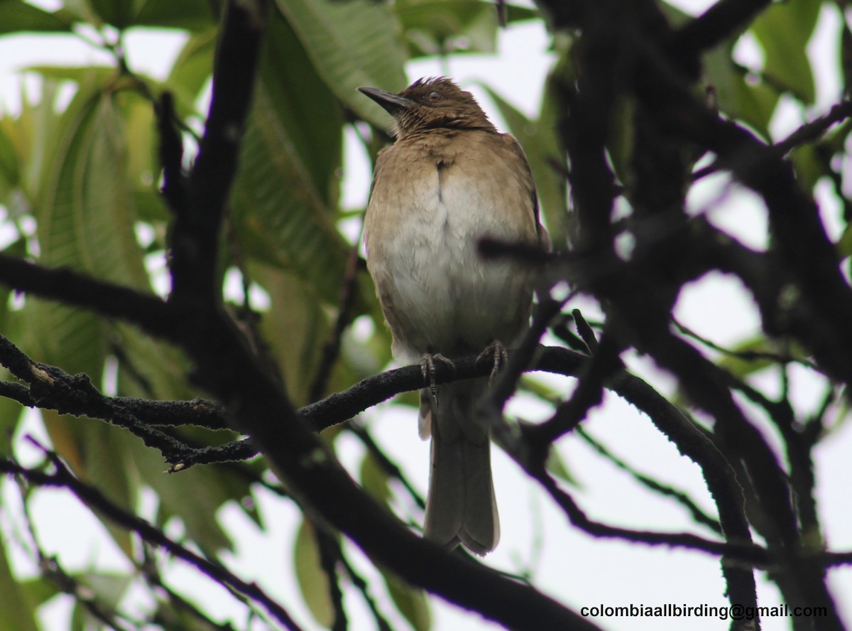 Black-billed Thrush - ML645788118