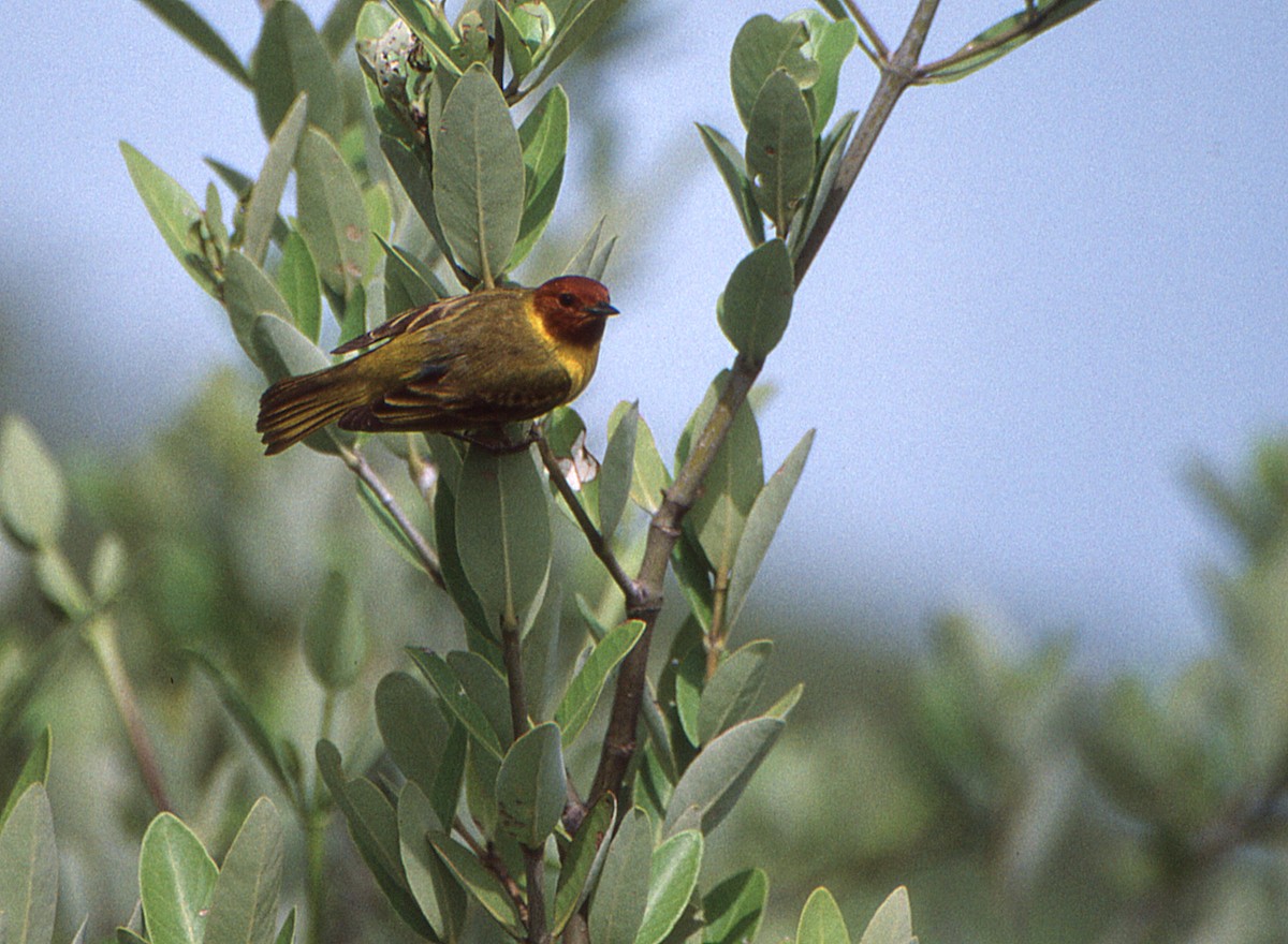 Mangrove Yellow Warbler (Mexican) - ML645788121